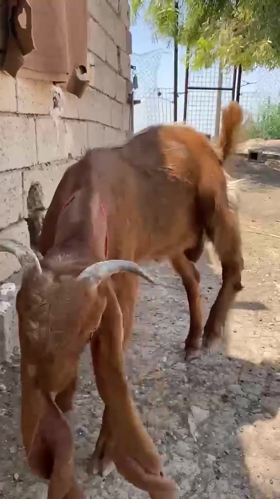 صخول للبيع فحل *********** مكاني طوز.
