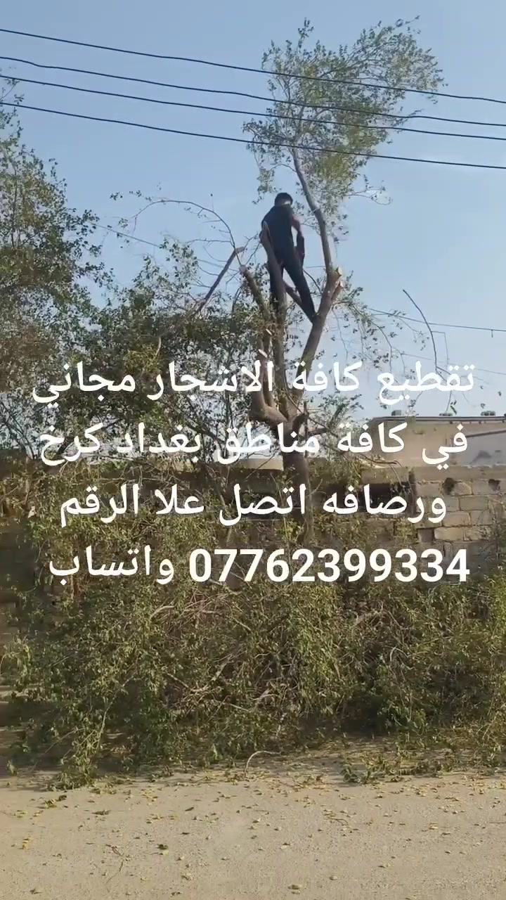 تقطيع كافة الاشجار مجاني في كافة مناطق بغداد كرخ ورصافه اتصل علا الرقم *********** واتساب
