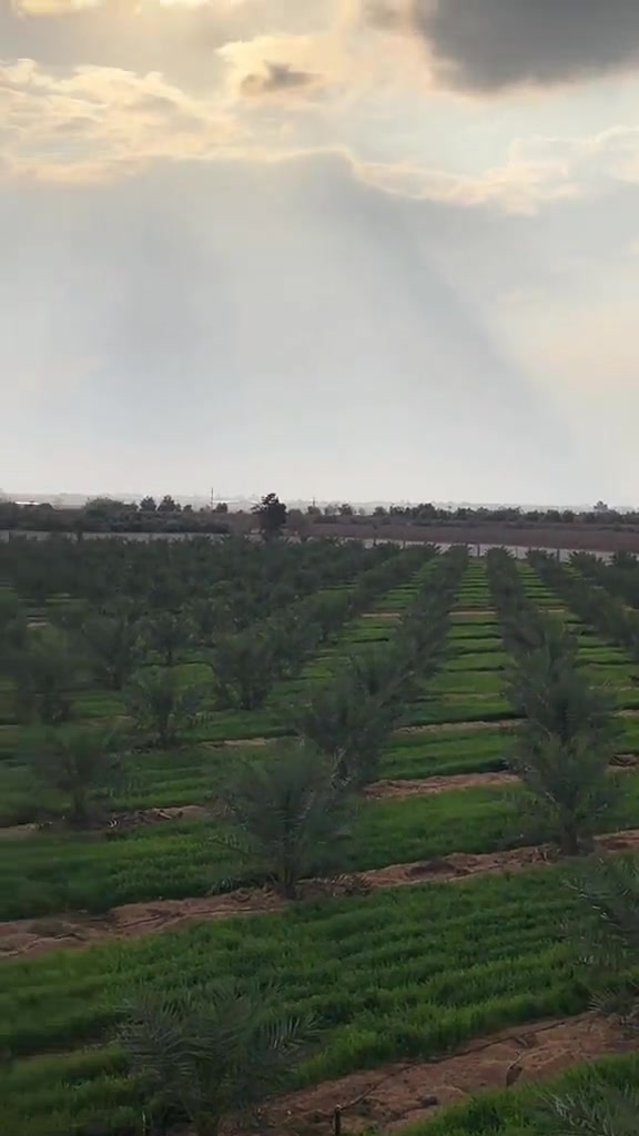 ما شاء الله تبارك الرحمن. مزرعة البرحي تابعة إلى أحد الإخوة في دولة مصر. مزرعة نموذجية و بأبعاد متناسقة.
📅 متوفر فسائل برحي ومجهول. بريم مكتوم لمن يرغب بالشراء *********** العنوان واسط قضاء الصويرة. متوفر كادر مختص بالزراعة.
