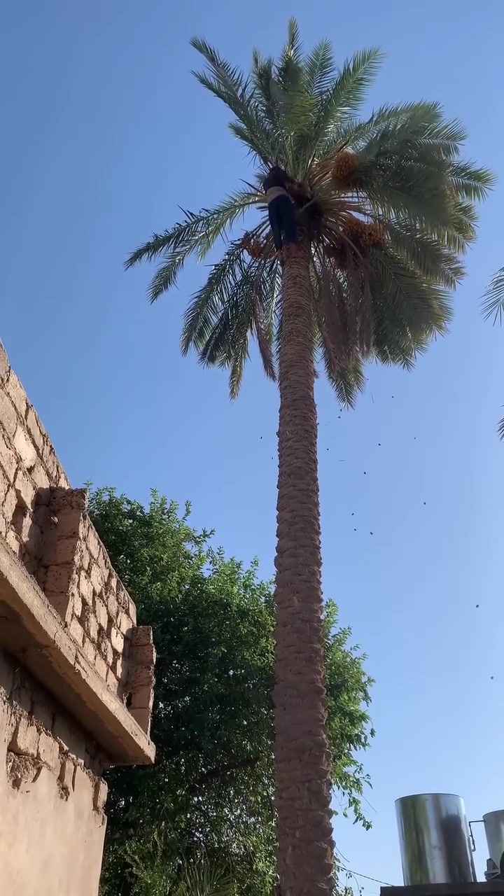 جزء من عملي البسيط 
تنضيف نخلة في ناحية الزاب 
اعتقد هي اعلى نخلة بالقاطع 
حيث عمرها ثمانين الى تسعين سنة
