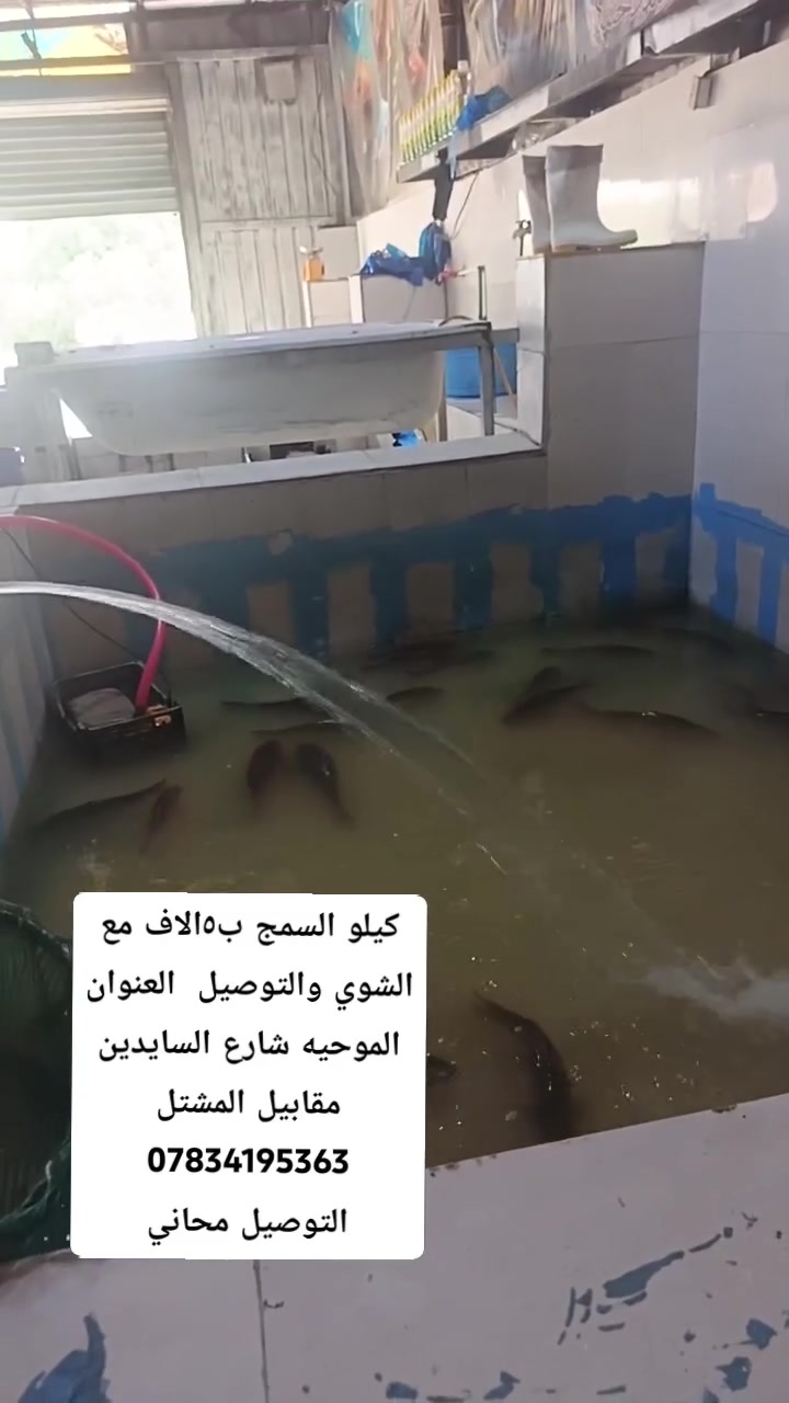 كيلو السمج مع الشوي والتوصيل ب٥الاف 

الموحيه شارع السايدين مقابيل المشتل 
***********
التوصيل مجاني
