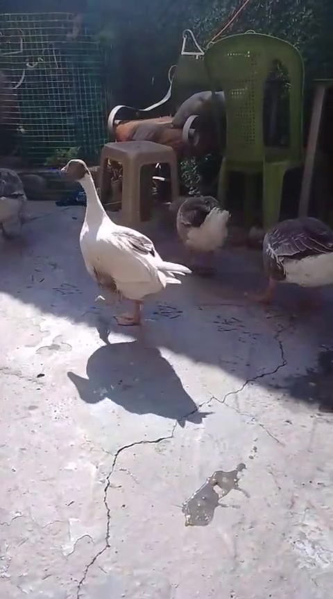 السلام عليكم متاح بط العدد 12 النوع الاول ذكر كوبره و 5 إناث والنوع الثاني بط عراقي ذكر و5 اناث بط نضيف وجاهز ولاكن سبب البيع عدم التفرغ العنوان بغداد حي العامل الرقم ***********
