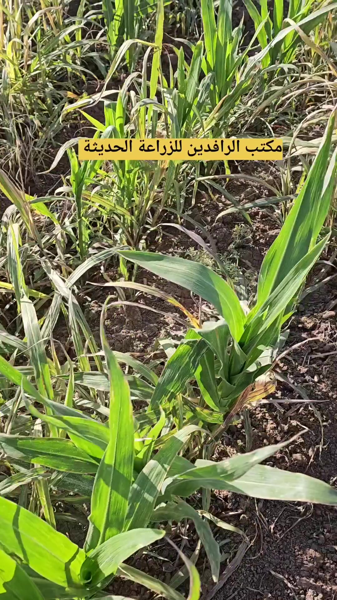 تريد حقلك نظيف وخالي من الادغال المستعصية 
ما عليك سوه التواصل معنا 
مكتب الرافدين للزراعةالحديثة اختيارك الافضل 
📞 للحجز والاستفسار أو الاستشارة
 المجانية: (*********** & ***********)
العنوان كركوك طوبزاوه قرب فلكه تكريت على الشارع العام  قرب مول الأخوين ..
تابع الصفحه  ليصلك كل ما هو جديد
#الرافدين_للزراعة_الحديثة
