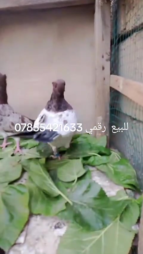 سلام عايكم متاح الزوج ب20وبيهن مجال عنوان تاجي المشاهدة رقمي ***********
