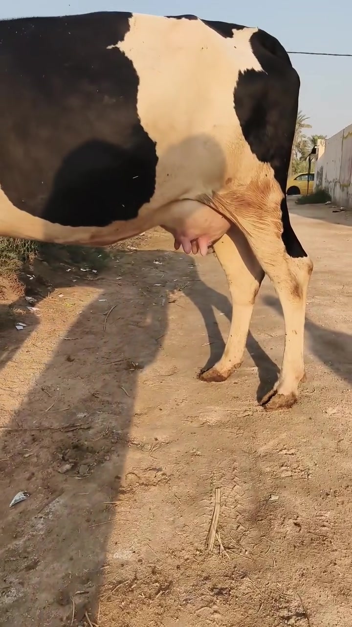 بجر • أول بطن • سوق الشيوخ العكيكه