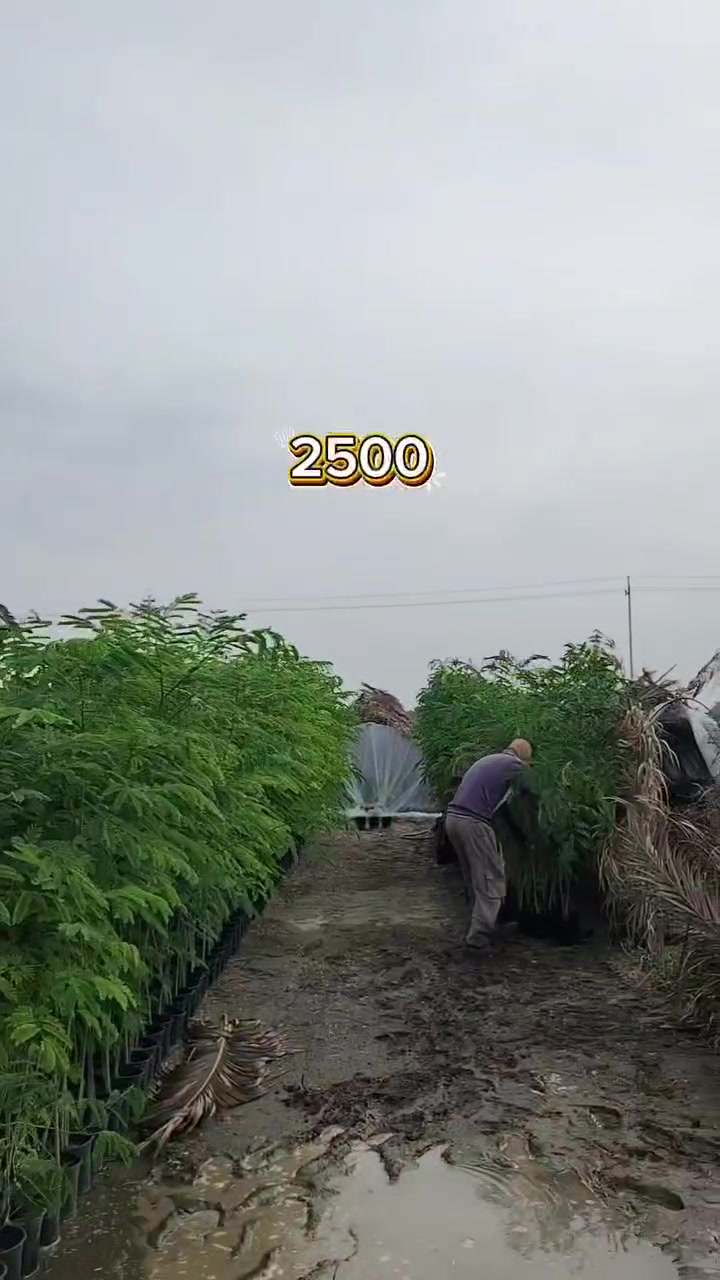 طويريج الخيرات • ألبيزا • ٢م