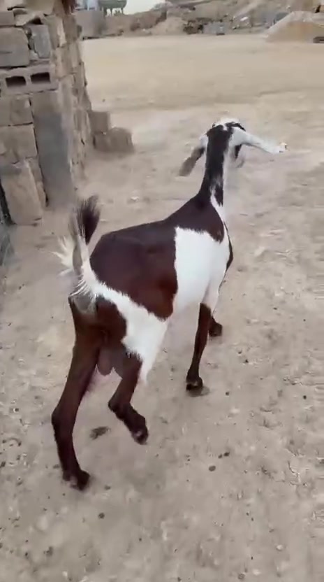 خشنه • مجنوي • حديثه الحقلانيه