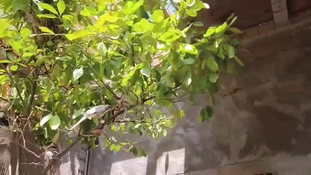 سلام عليكم متاح جاوه عشره ازواج تواصل علا الرقم ***********
