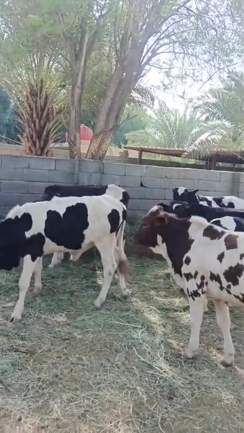 عجول فحله    شرط، الصحه, فريزي، العدد ،, 7
سعر ، الواحد، 1,800 وبيهن  مجال بسيط للشراي رجاء اخوي لحد يعامل بالمنشور   

العنوان الكوت  

***********بيه  واتساب 

***********
