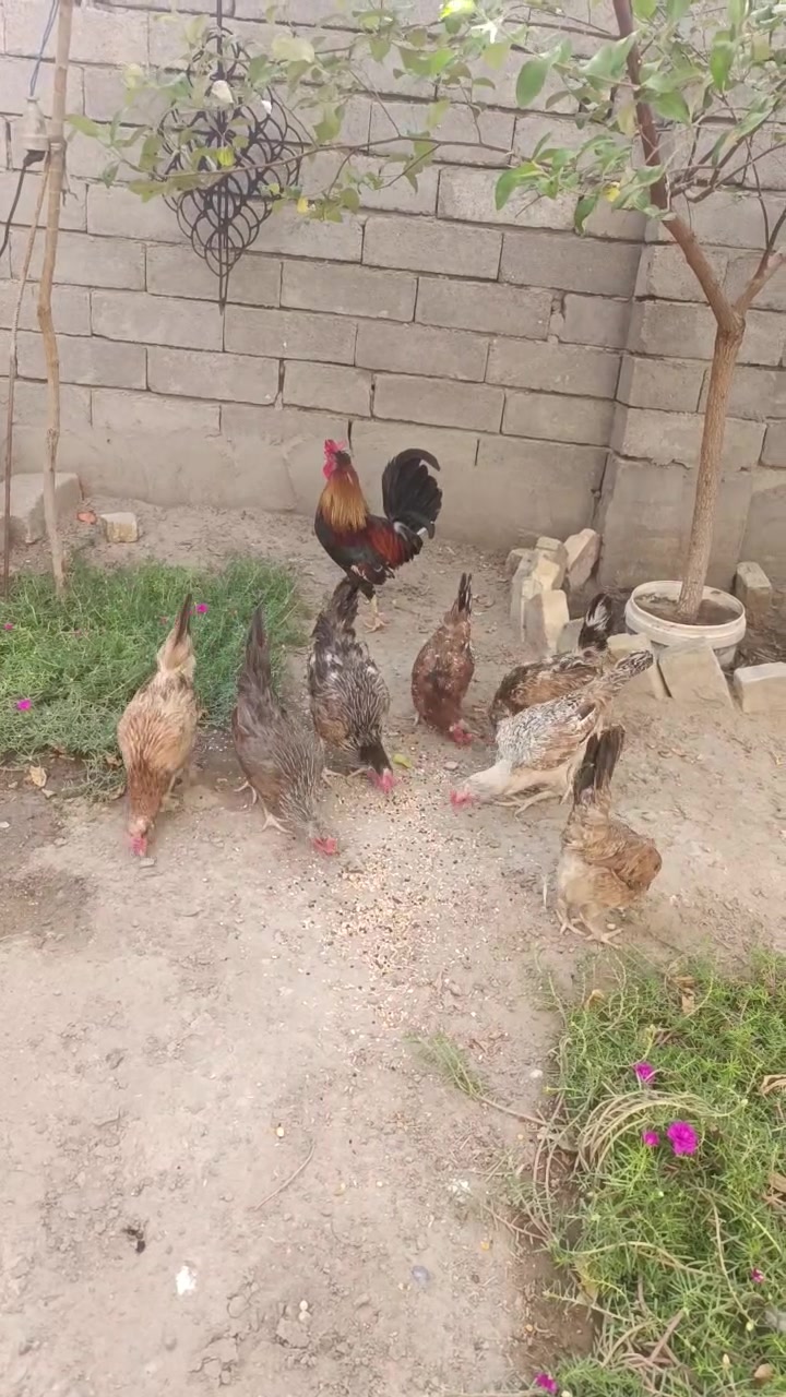 ٤ أفرك • ٣ سيافي • كله بياض