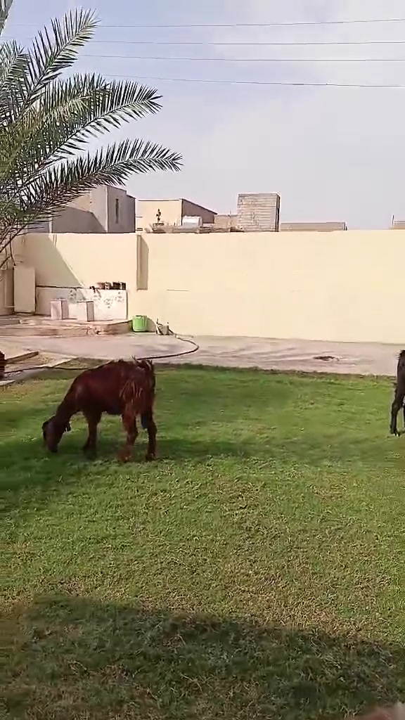 شوامي • شهرين • الكرابلة النهضة الغربية