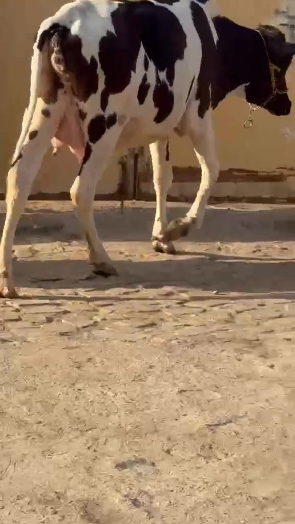 بسم الله الرحمن الرحيم بجر هوش عل عل ولاد بجر حلوه وفقيره مكان ميسان ,***********

