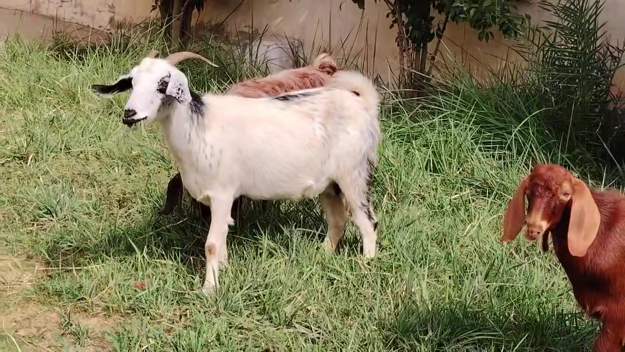 عنز • مكفولات • بيجي