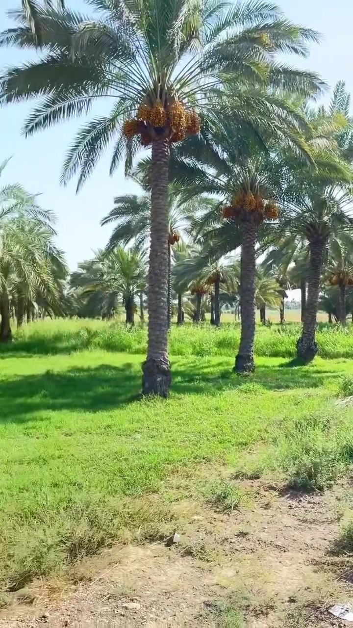 السلام عليكم
3 دونم طابو صرف للبيع العنوان المدائن شارع سيد علي سعر الدونم 325 الاستفسار ***********
