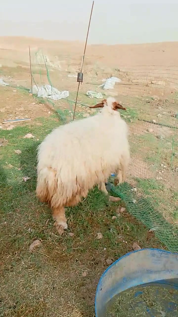 دجه • سمينه • الانبار حديثه