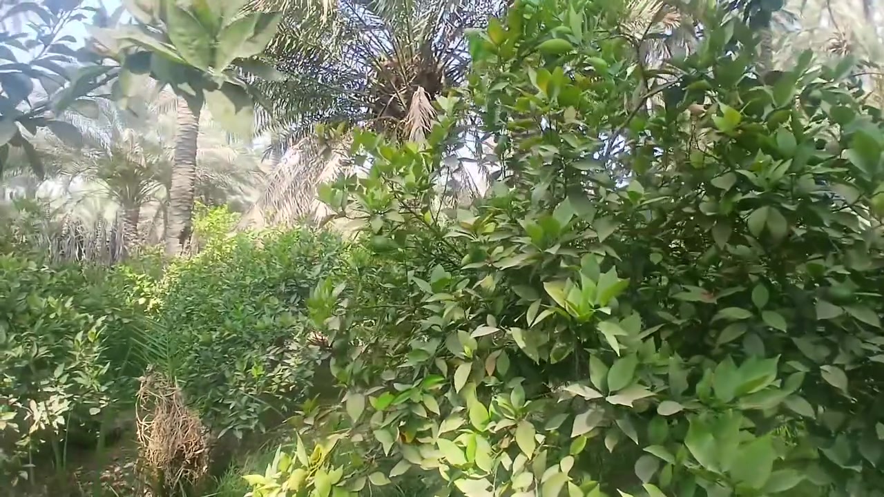السلام عليكم دار مساحته ٢٠٠متر طابو زراعي مع بستان نصف دونم بيع او مراوس بيت كافه الخدمات تبليط ماء كهرباء موقع بعقوبه السوامره جبينات خلف مشتل البنفسج  ***********
