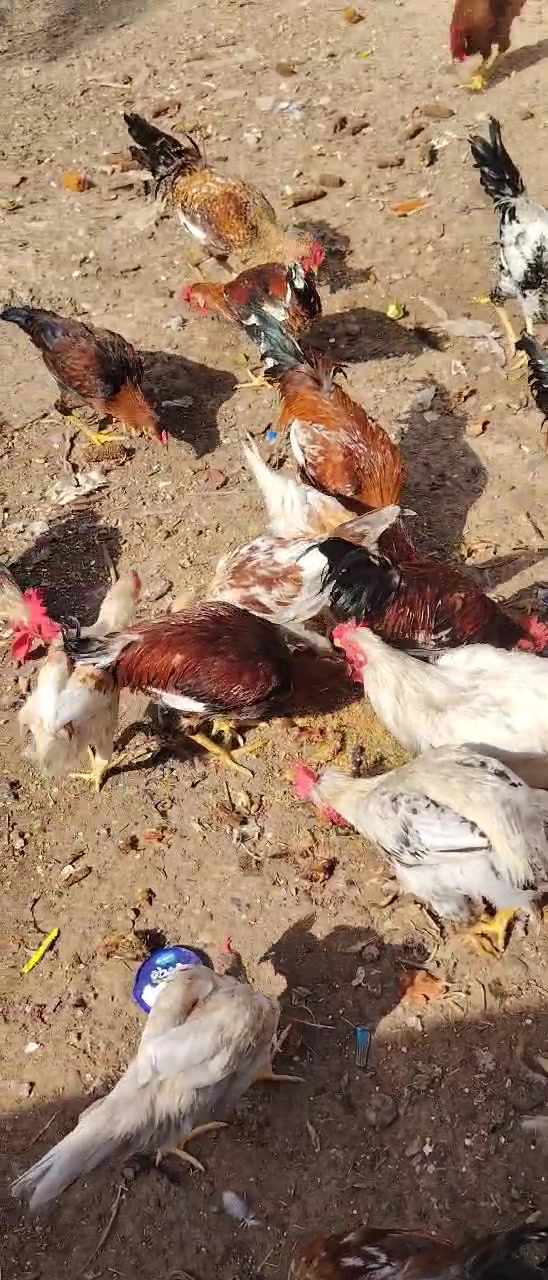 ديوك عرب • خشن • تكريت