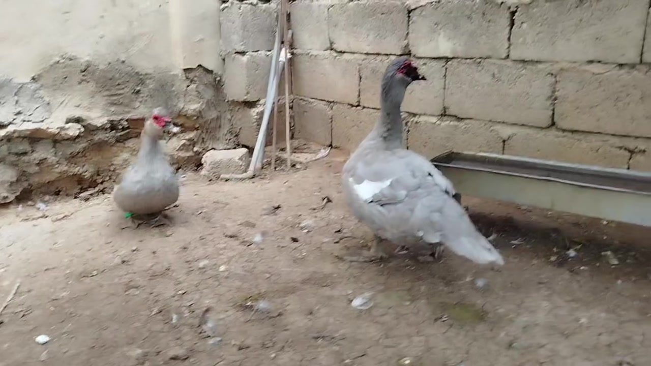 بط مسگوفي • رصاصي • استيراد