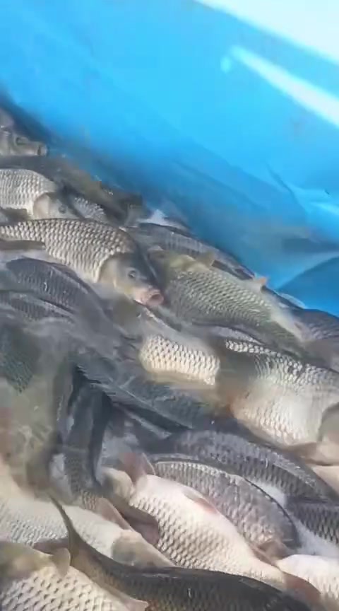 اطلب وماتخسر ذوق وطعم وسكف عل الفحم اسماك حي سعر الكيلو ب ٦ مع الشوي العنوان ميسان الصحفين فلكه القاضي توصيل ***********
