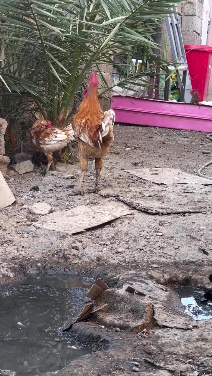 ديج عرب عدد 3 لبيع ***********
