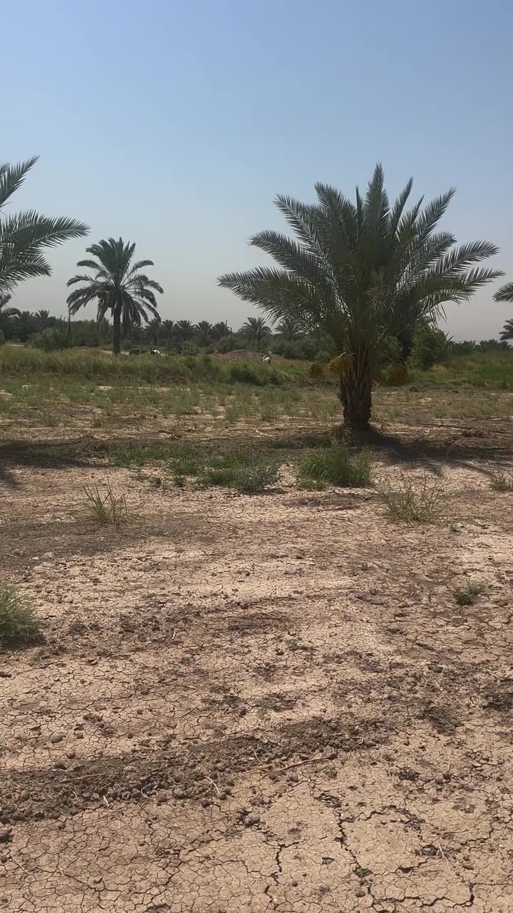 ١٥٠٠ متر للبيع العنوان بابل قرب شارع ١٠٠ طابو زراعي سند ٢٥ لاستفسار ***********
