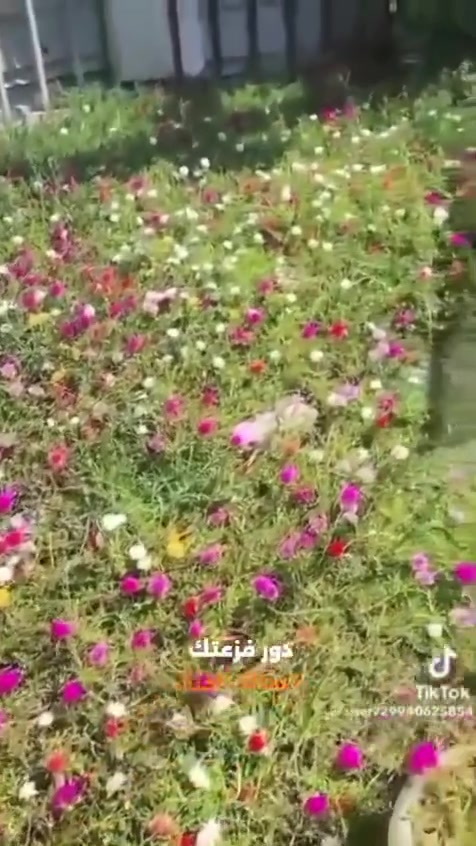 سلام عليكم تتوفر لدينا عروض عله ورد صباح
علاكه ورد صباح الوان عراقي مو مستورد  تزرع أكثر من ١٠٠ سندانه ب٥الاف دينار توصيل سوك حصوه مجاني للحجز *********** فقط بيج توصيل وموجود سنادين حجم 12كل 8سنادين ب،5الاف
