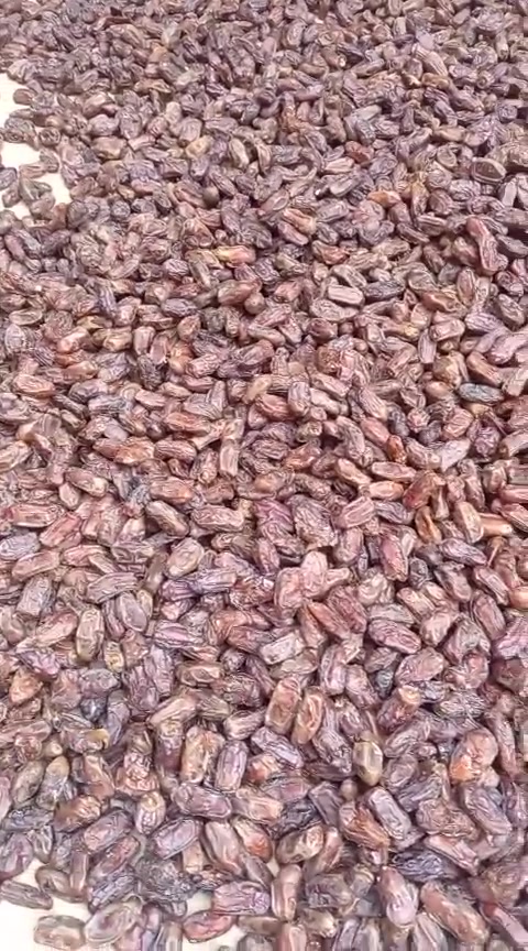 تمر شويثي • جاهز للكبس • بصرة شط العرب