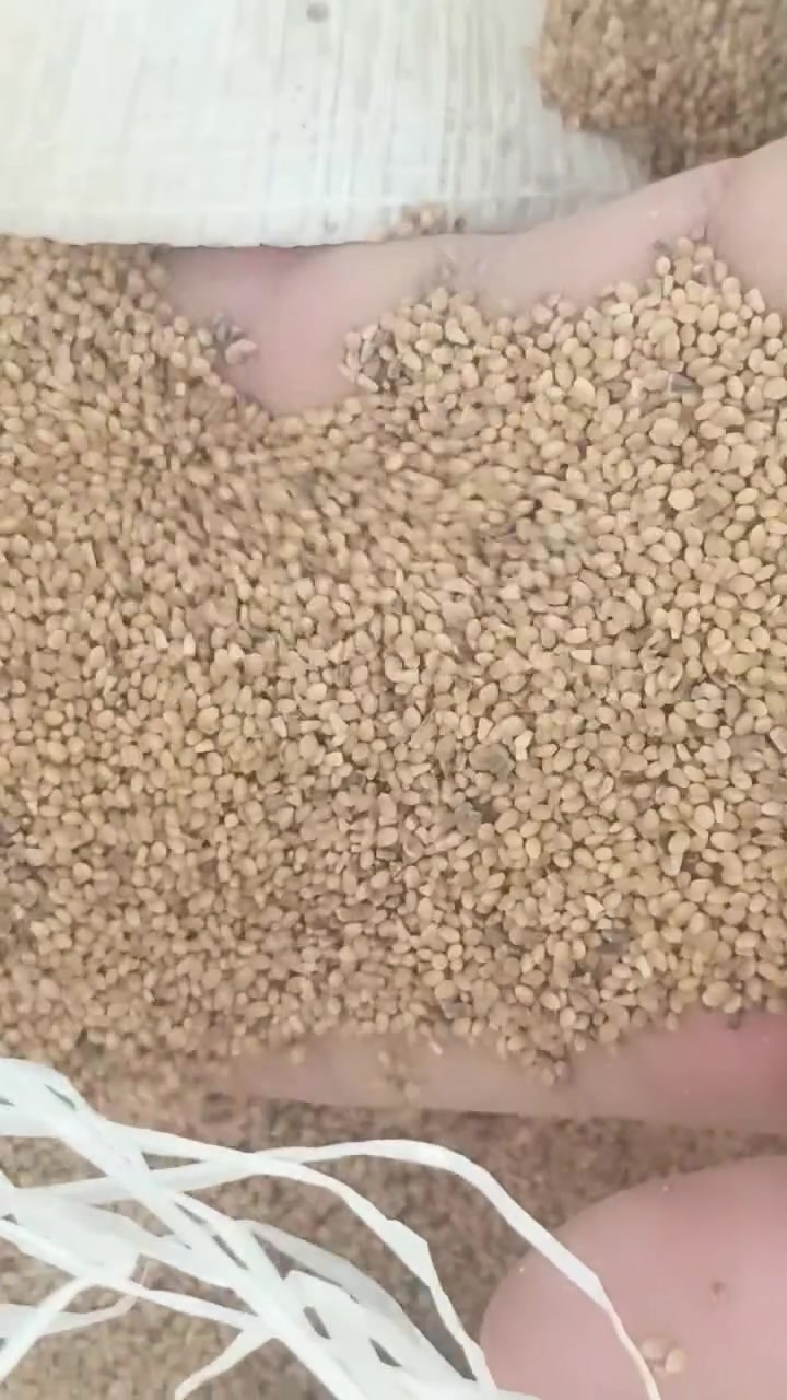 برسيم نضيفه للبيع اتصال ***********او خاص
