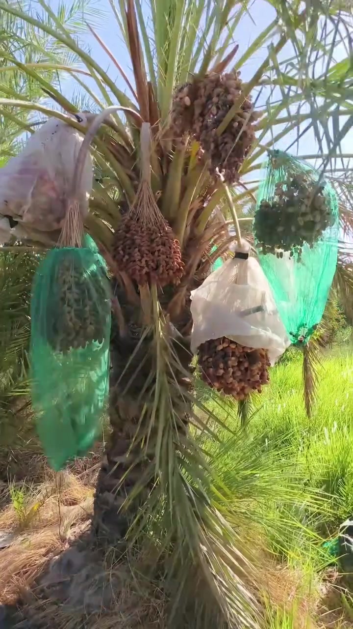 نخلة بريم للبيع
المكان العمارة ***********
