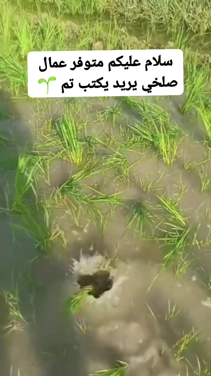 سلام عليكم متوفر عمال صلخي في محافظة الدوانيه وهاذة رقمي تواصل وبي خير ودلل ***********
