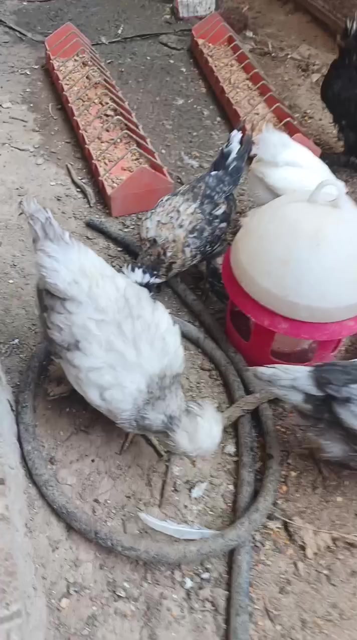 للبيع دجاج سلطاني ملقحات اونشطات العمر4اشهر سعر الزوج 22الف مكاني تكريت الديوم رقمي‏‪***********‬‏
