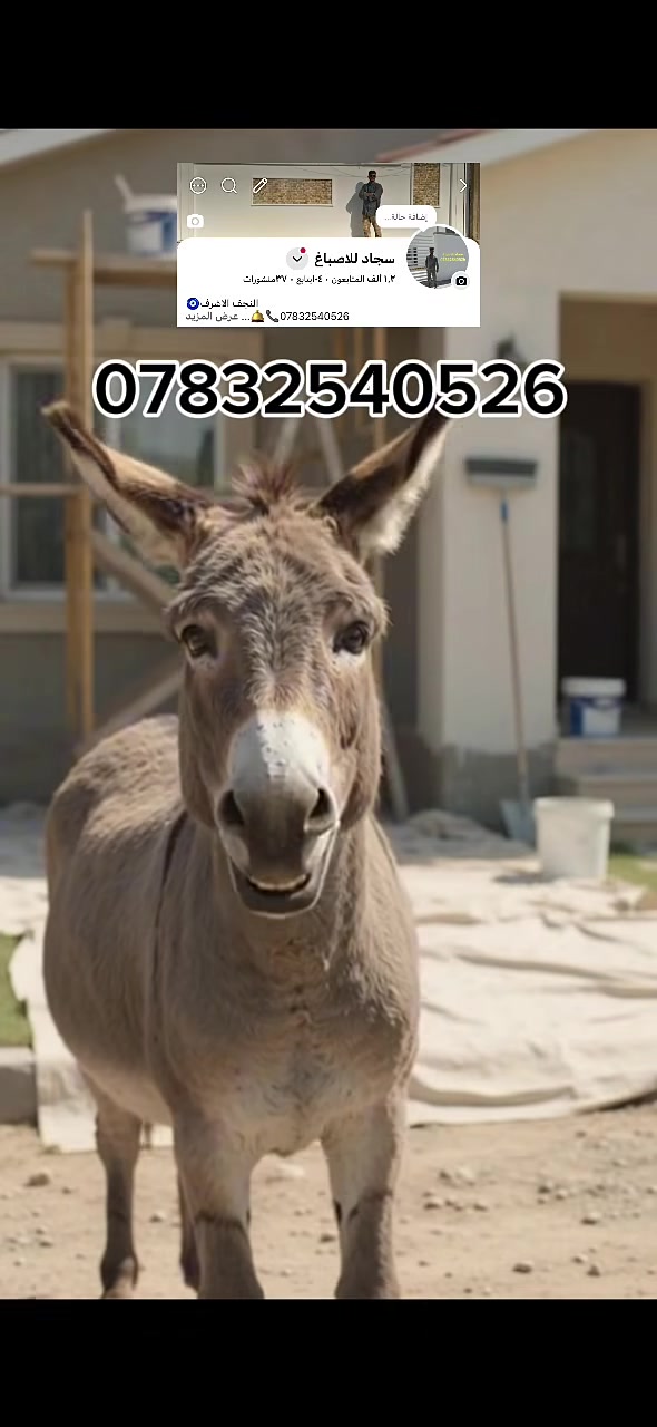 النجف • صبغ • جبس جدران