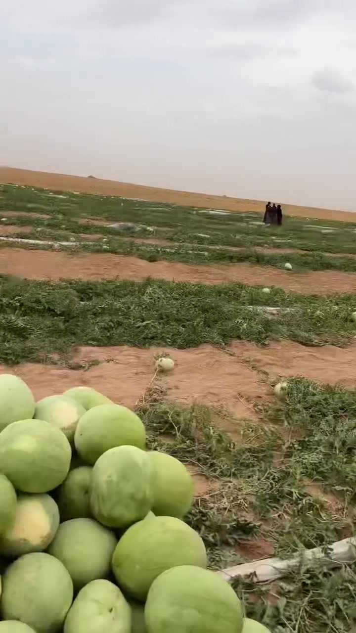 ابو البصمه • شرط احمر • مقابيل مطعم العشاگ