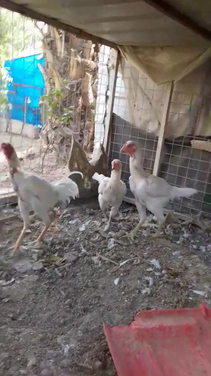 السلام عليكم. متاح سيت هراتيات. ابيض.  خط. اول.  بصراحه. خير من. الله.      ديالى.     ***********
