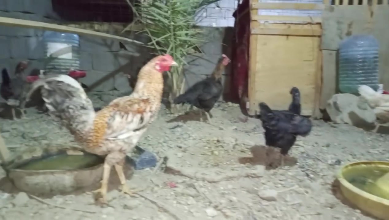 مرحبا للبيع دجاج عرب ملقح وبياض العدد ٥ دجاجات وديج الزوج ٢٥ الف قفل من الاخير الفهود قرب ملعب سامر هاتف ***********
