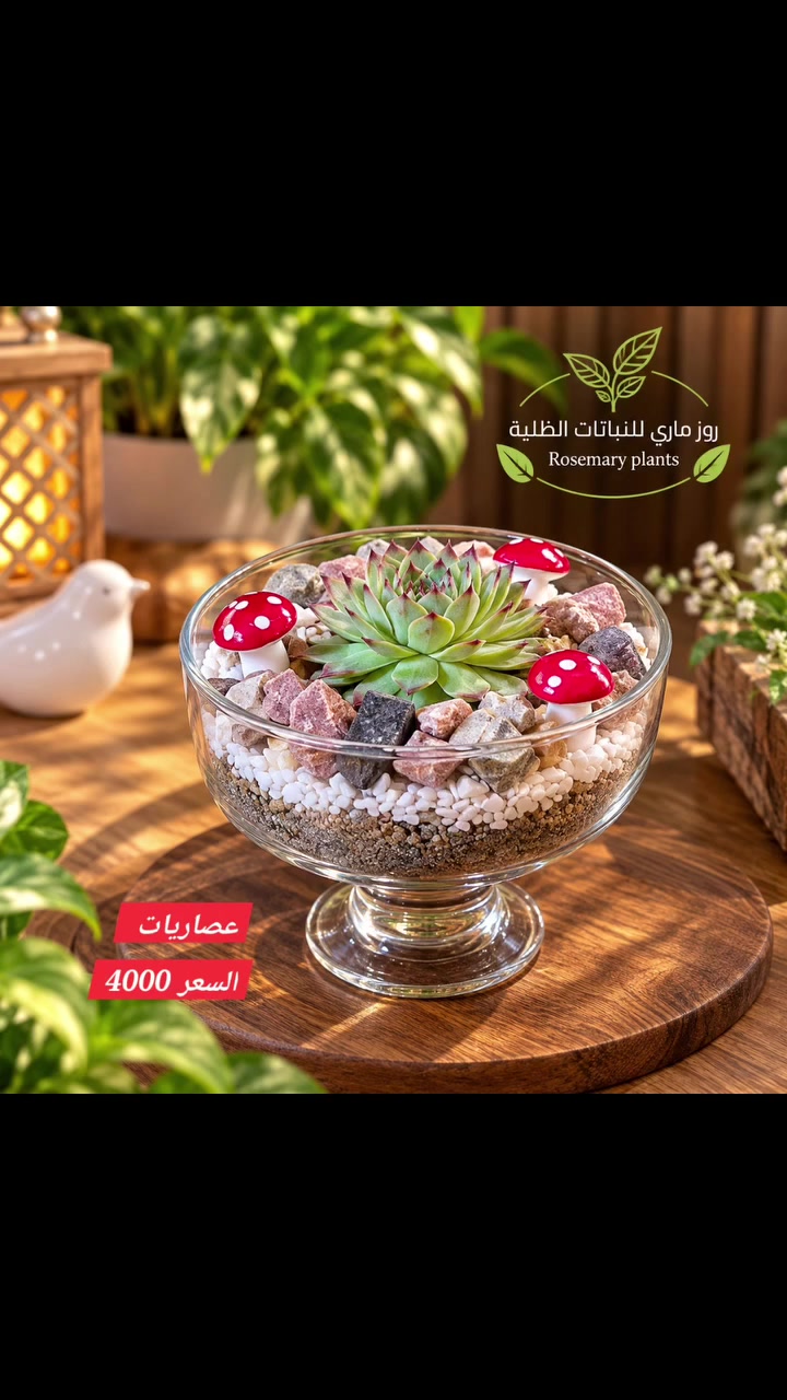 نزرع الجمال… ونضيف للمكان روحًا 🤍💚
نختار لكم بعناية كل ما يضيف لمنازلكم لمسة من الطبيعة والجمال 🪴🐠🐦
🪴 نباتات منزلية وظلية
🐠 أسماك زينة ومستلزماتها
🐦 طيور زينة ومستلزماتها
🌱 تفاصيل من الطبيعة… نختارها لكم بمحبة.
💚🌿 اقتَنِ ما تستطيع رعايته، فالكائن الحي🦜🐠🪴 أمانة بين يديك 𓆩🤍𓆪
تتوفر خدمة 🚗 توصيل داخل بغداد
📱 ***********
واتساب – رسائل فقط📩
📘 فيسبوك: روز ماري للنباتات الظلية
📸 إنستغرام: @Rosemary.Plants
🎵 تيك توك: @rosemary.plants
✨ من حق الزبون عدم استلام الطلب في حال عدم مطابقته للمعروض.
روزماري… لمسة من الطبيعة في كل مكان. 🌿🤍
