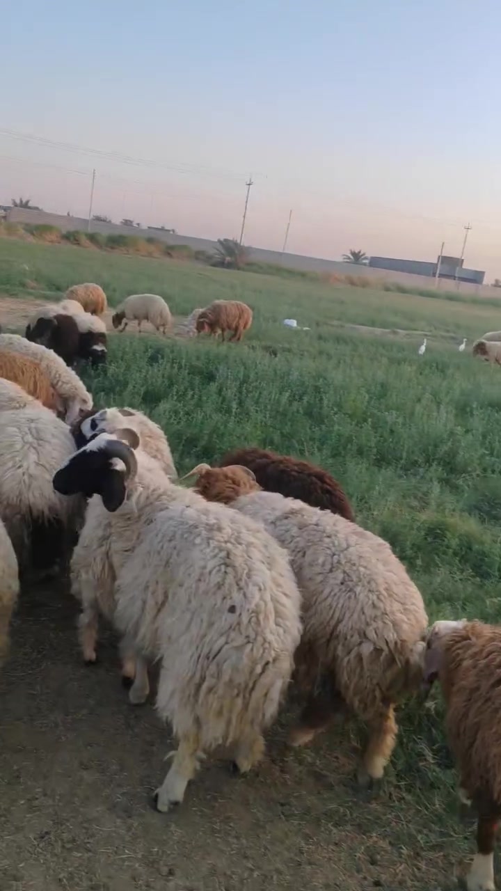 البيع
تواصل***********
