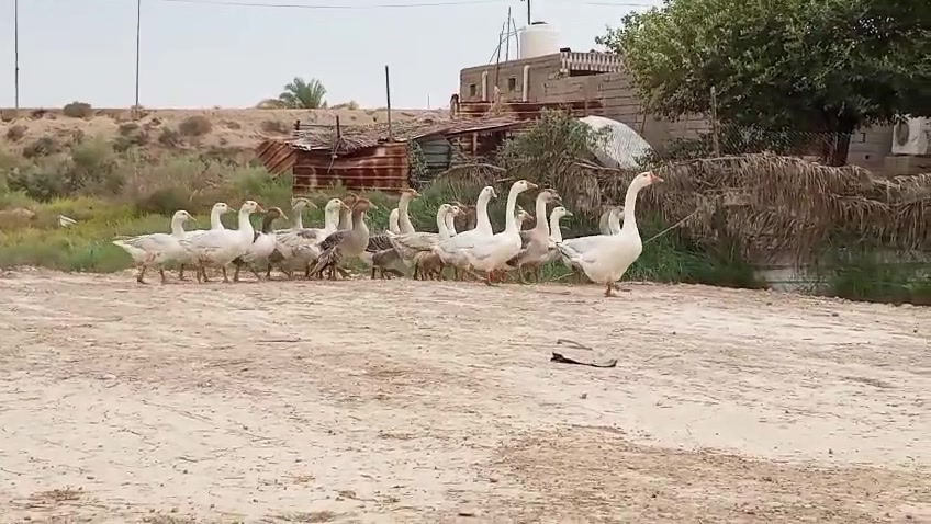 ٢٣ بطه • بطوط عادي ومضرب • القرنة
