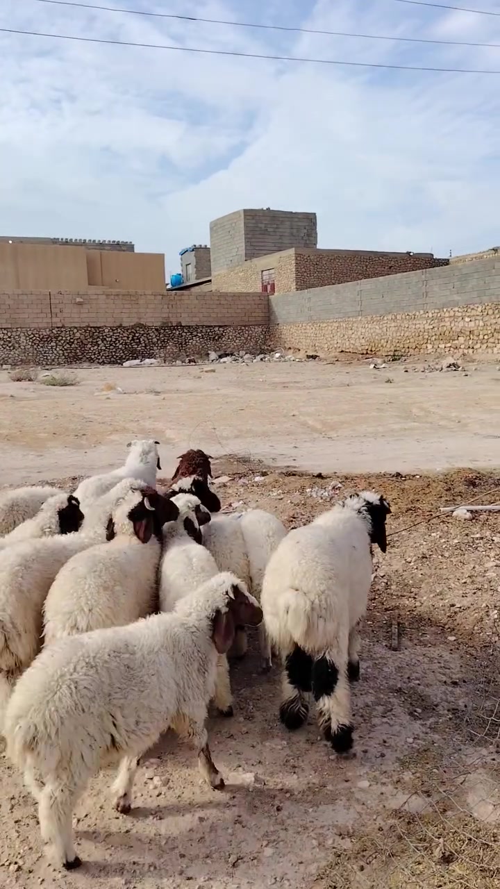 المكان الانبار حديثه يوجد توصيل حسب الانتفاق***********
