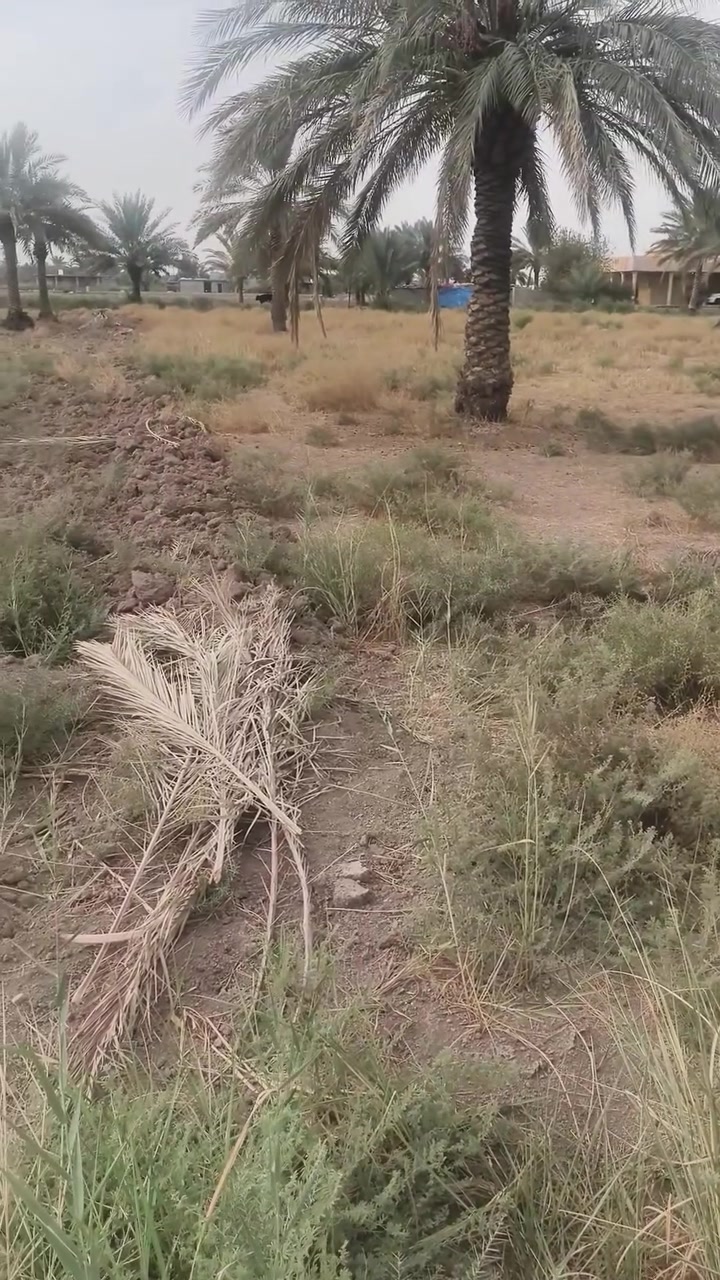 رضوانيه • سند ٢٥ • ٣٧٥٠م