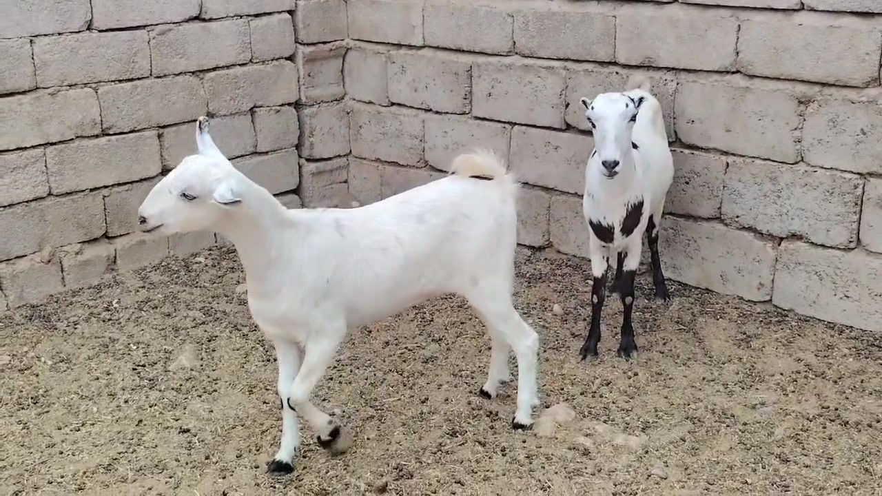 عنوز • للبيع • قطريات