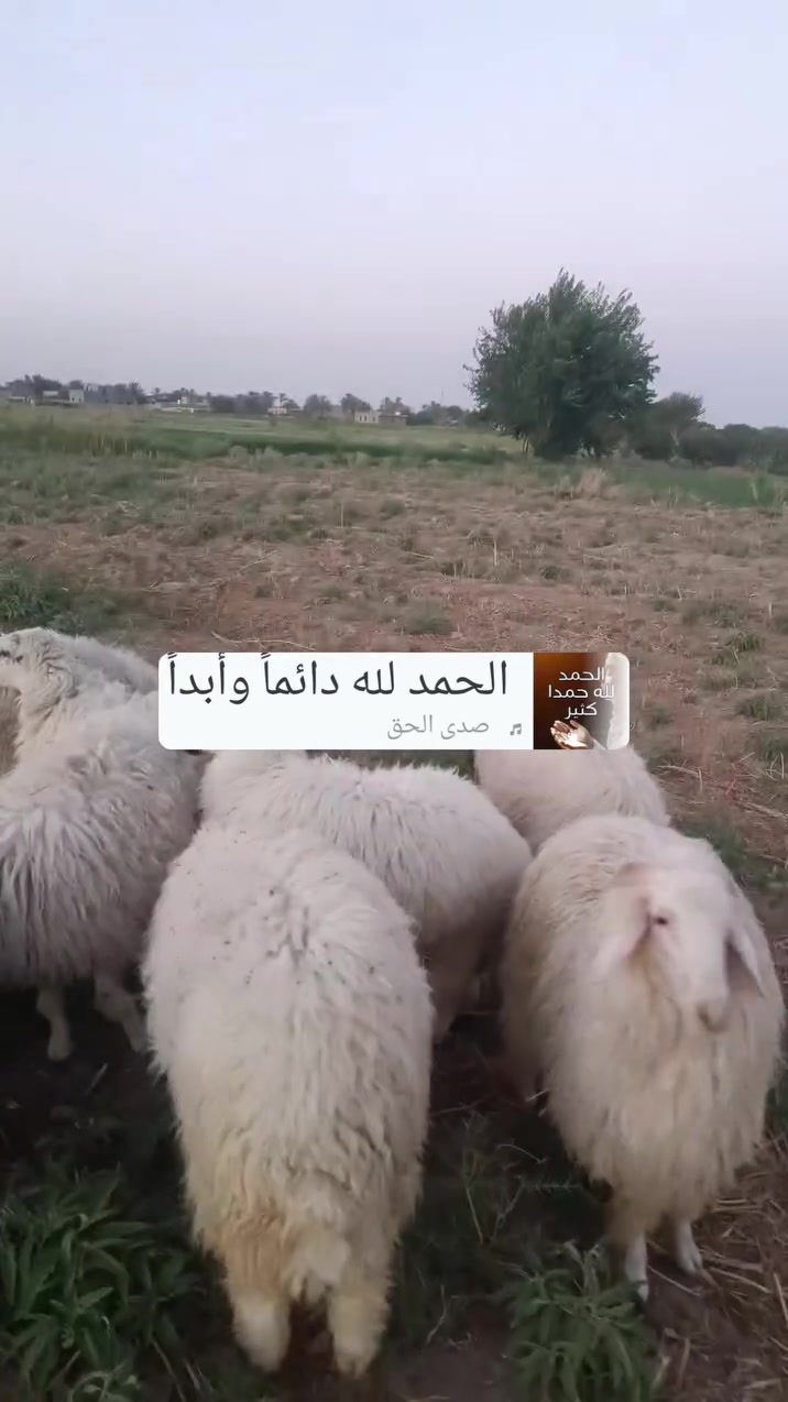 دجات نوادر درجة اولى مال جناي 3منهن صرص والباقي كرح وبكم وين اليدور نوادر بس الجناي يعرف قيمتهن 
عل وجى حنى شرط النصاح 
مكانها القائم/الرمانه 
***********
