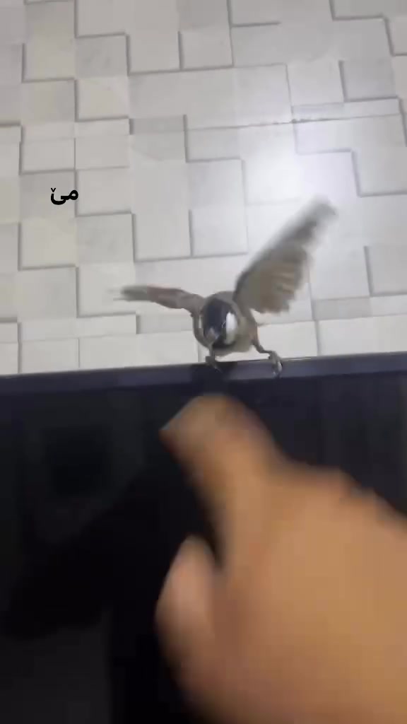 ئەم جوتە بولبولە بۆ فرۆشتن فول ماڵین حەجم گەورە نێرەکە زۆرتایبەتە دەزبازە چەند دەنگێکی جیاواز دەخوێنێ مێکەش فولە موشتەری  چات کە   ***********
