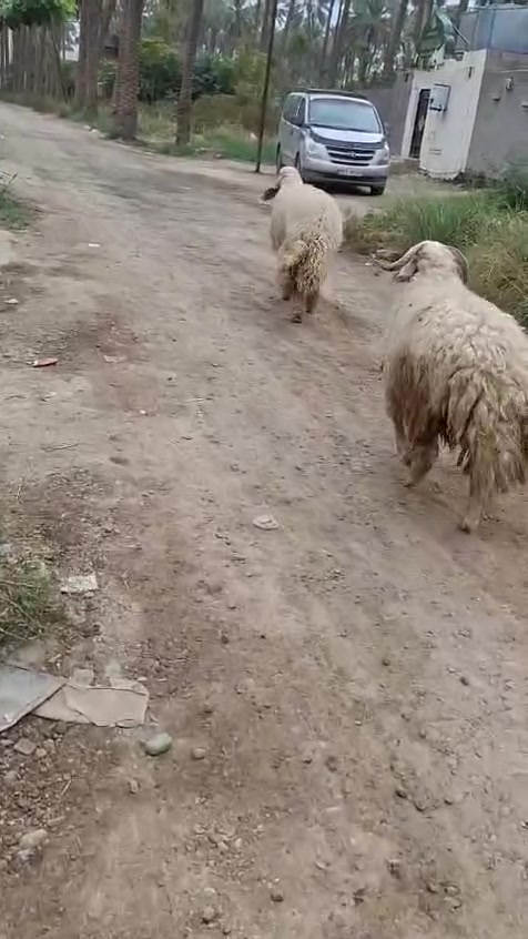طليان • ٢فحلة • شاطى التاجي
