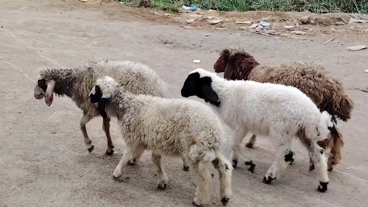 طليان نثايه • ٤ • الديوانية الشامية