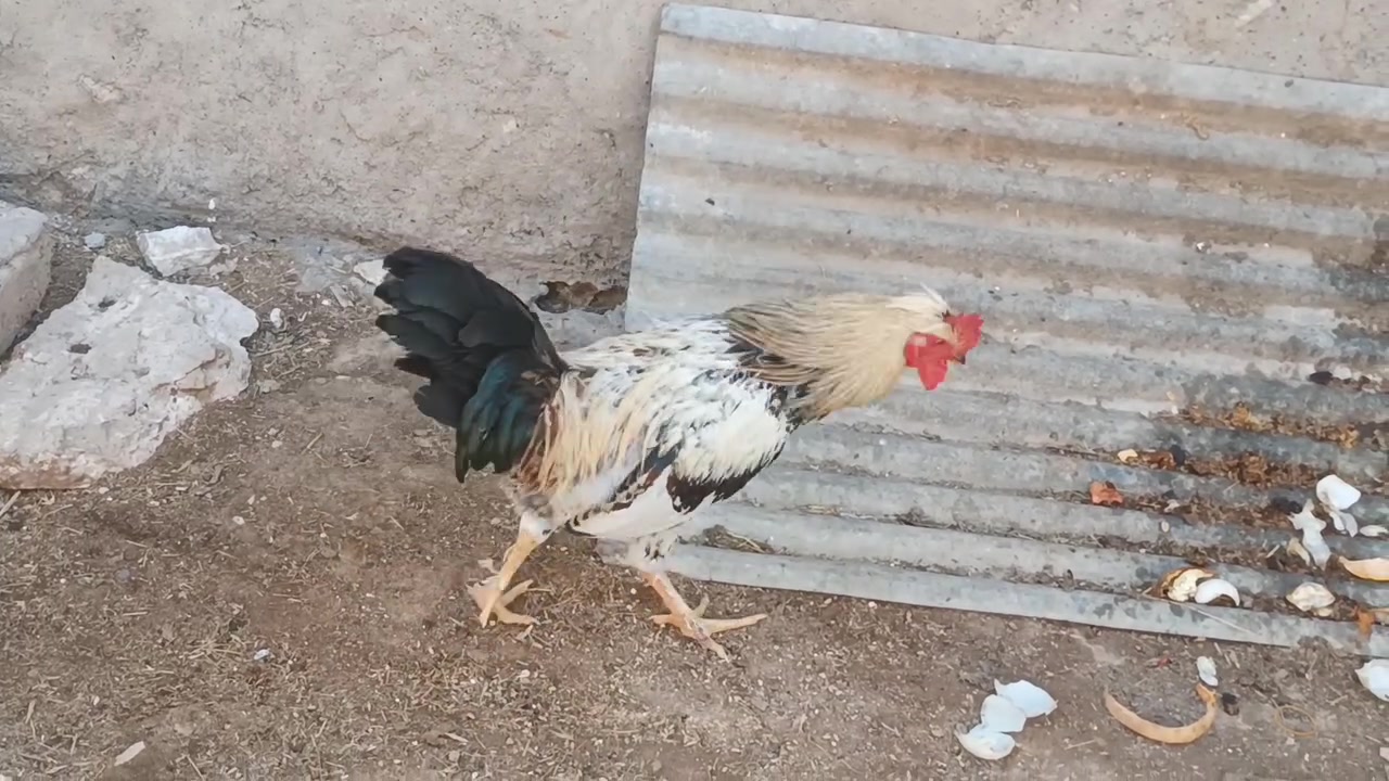 ديوك عرب • ٣ كيلو