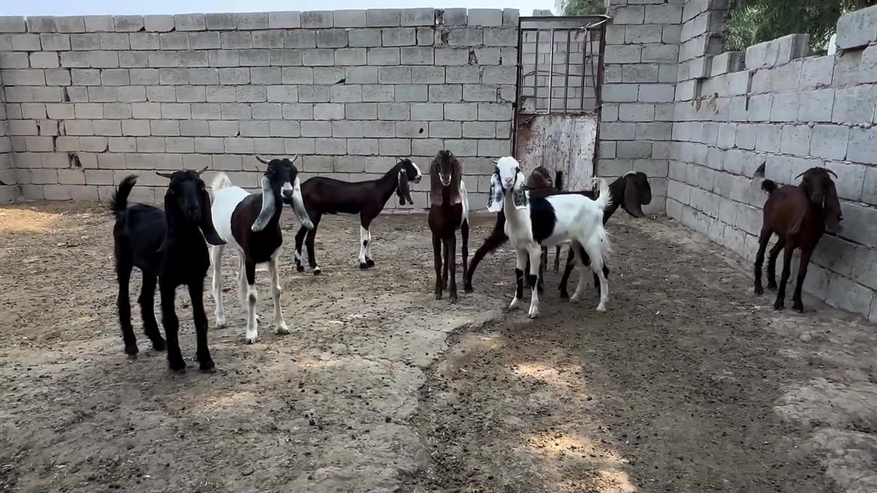 جذاع • العدد ٨ • المقدادية ديالى