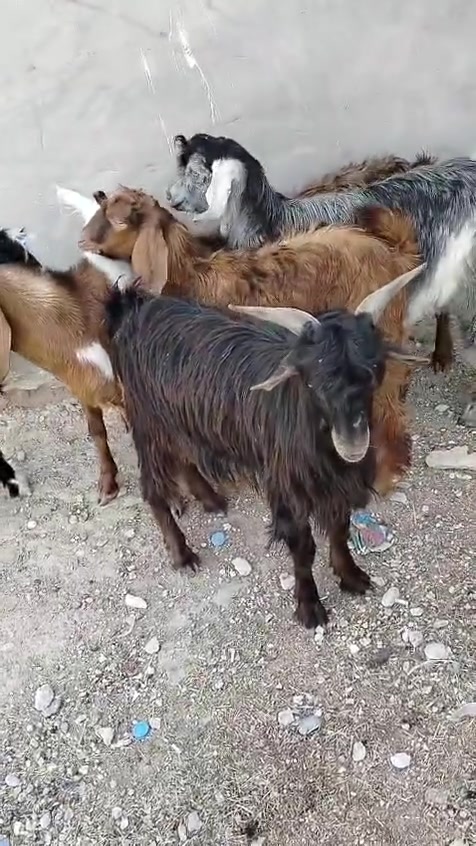 جديدة • درجة أولى • عدد ٦