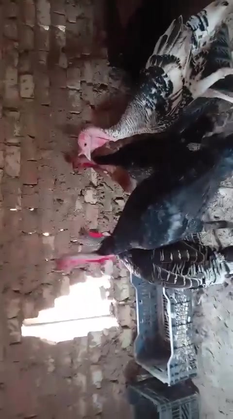 شقة • ٢ غرف • الجسر الفرنسي