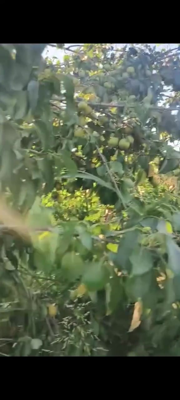 بستان • بين ٦ و٧ • ٩٠٠م